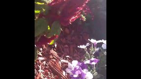 modern day flower starring kayla kandy