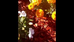 modern day flower starring kayla kandy