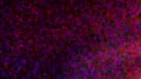 Suck Daddy`s BBC: The Ultimate Black Daddy Fantasy