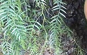 Sensual outdoor fuck