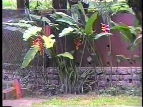 Lusty brunette tranny gets her ass licked and fucked by a hunk on the grass