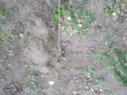 2 times peeing in a park