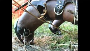 Transgender Crazy Sex Experience