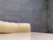 trapped in unaware giants sponge