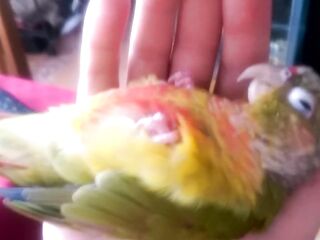 Kiwi's How to Make love Part 1