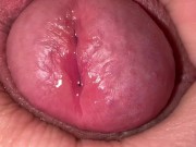 PRECUM PLAY - MACRO VIEW 1 | VANYA VENIKOV