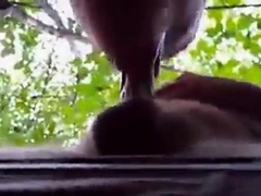 Daddy Bear Sucks in the Park