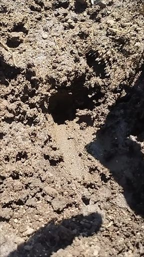 When tending to the garden, random thoughts come to mind