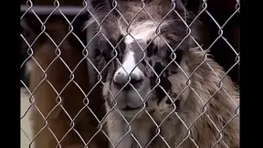 Extreme Ride with Divine Beauty