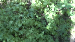 marking my territory peeing in the forest