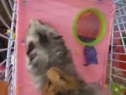 My dwarf hamsters wanna have fun too🤭