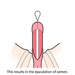 The male orgasm explained