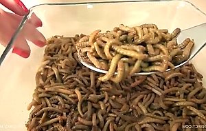 Worms in pussy speculum