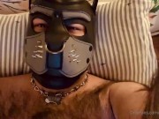 Pup Major | puppy jerking with new hood (Archive)