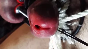 Solo male BDSM cock and ball play with metal forceps and cumshot