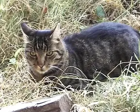 Sexy French assfucked in a hot farm threesome