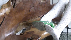 ”Sweet blonde models stunning stockings just for you”