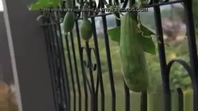 Two muscle model nude play dick