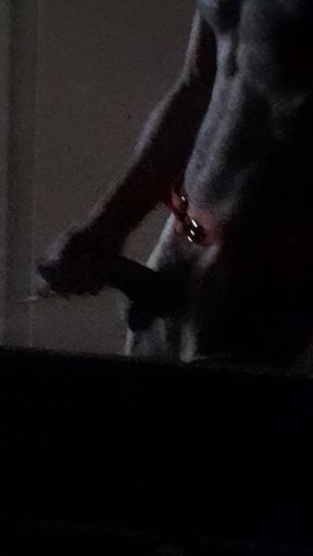 Xmas deer masturbating