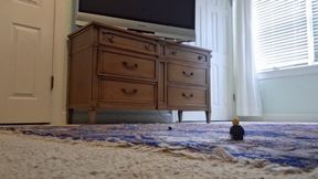 Giantess shrinks husband