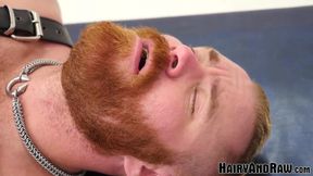 Hairyandraw bearded Zack Ackland barebacked by bear Silien