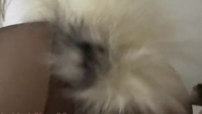 Teenage foxgirl rides reverse cowgirl with loud moans