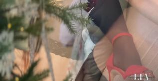 Amid the Festivity, a Holiday Takes an Unexpected Twist. as Christmas Ornaments Glisten, Lev, the Lively Petite Long-hair
