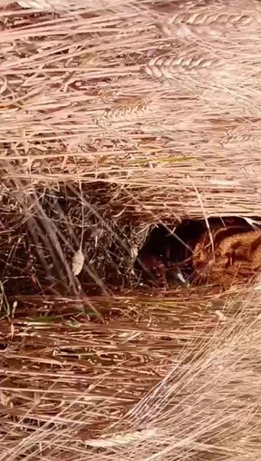 Outdoor sex full body nude outdoors sex