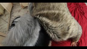 Milfycalla- Masturbating While Wearing Fur Coat and Shiny High Heels 205 I Love Masturbating While I Am Wearing My Jackets, Fur