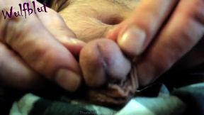 Gaping Urethra Gushes Cum Closeup Small Cock Tan Lines Destroyed