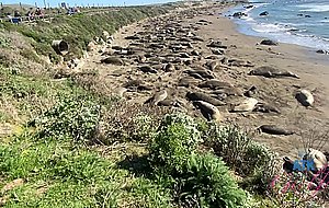 Atkgirlfriends, paris white bts