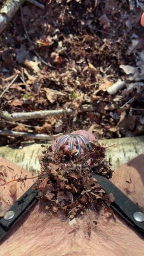 Releasing chasttiy cage in forest