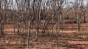 video completo por red o en plataformas s de pago