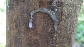 Cumshot on 'cum Here' Tree, Showing Cum Close up and Piss at a Cruising Area
