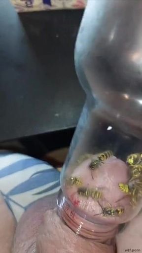 Bizarre cbt insertion bdsm pervers wasp