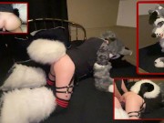 FURRY WHUSKY BOY GETS FUCKED RAW & VIBED (Murrsuit)