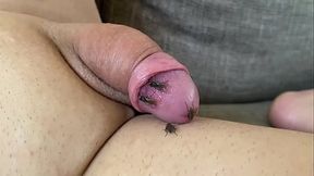 Neostinydick - Lots of flies on my cock make me hard and wet [2024]