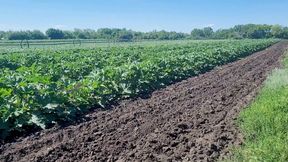 A Slender Brunette Saw a Field in Which Large Zucchini Grow, She Was Not at a Loss and Plucked a Few Pieces