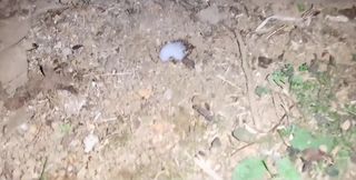 I Brought My to the Garden Away From the House and Got Him to Fuck My Pussy and It Came Into My Vagina.
