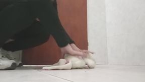 Teddy - pee hott