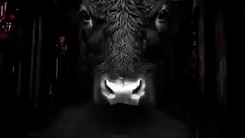 Putinha Arai packs vendas 0