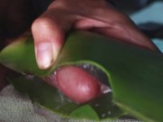 masturbandome con aloe vera hasta sacar mi leche espesa