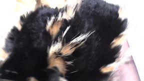 Ejaculation Training: Sniffing and Cumming on a Fur Scarf, Lady Victoria Valente