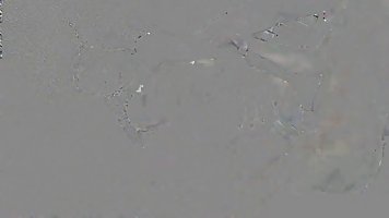 Horny girls with big milk jugs are getting their pussies licked and fucked, in many places