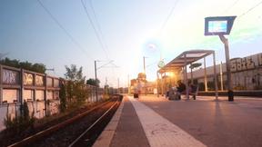 ”Miss Alice Wild tames the pack...”