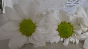 Crushed 7 daisies with white sneakers b