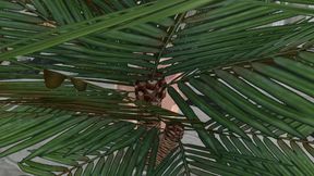 Gorgeous Shemale Shakes Dick Sitting in Hall 3D Cartoon Hentai