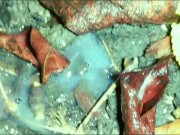 Quick pushing cum out of ass and showing creampie on the ground outdoor