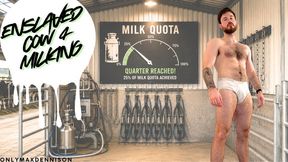 Enslaved cow 4 milking