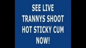 Live Tranny Cum 17